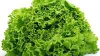 lettuce-damage